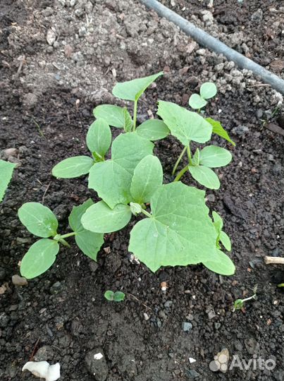 Рассада огурцы, помидоры