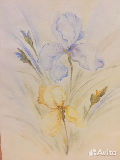 Акварельная картина Ирисы