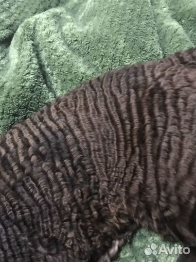 Девон-рекс вязка