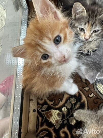 Котята мальчики