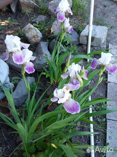 Многолетние садовые растения