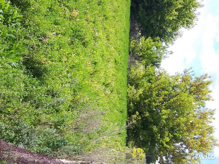 Спарцет на сено