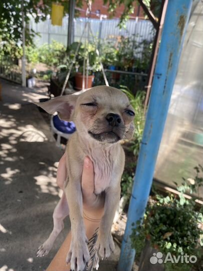 Щенки чихуахуа