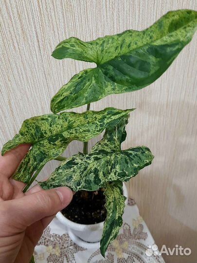 Сингониумы