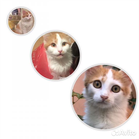 Кот