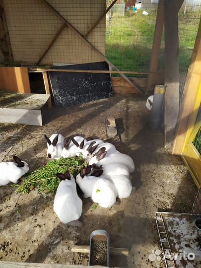 Калифорнийские кролики