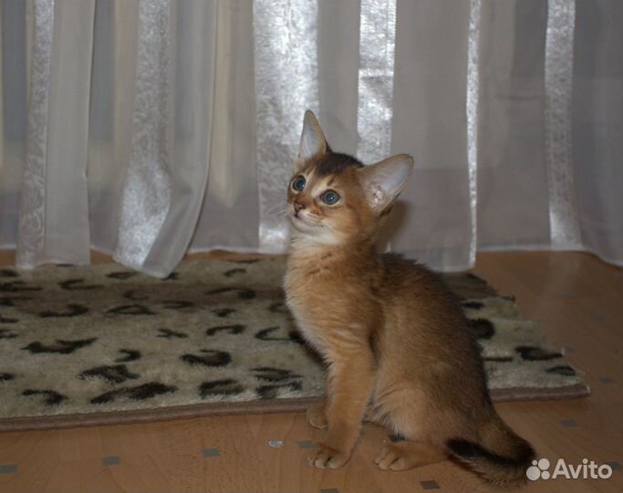 Абиссинский котик