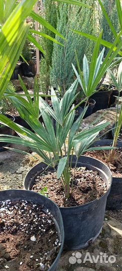 Пальма веерная можжевельник туя саженцы