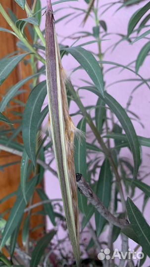 Олеандр семена