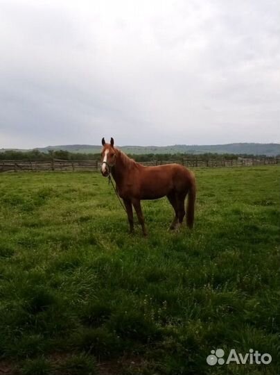 Донская лошадь