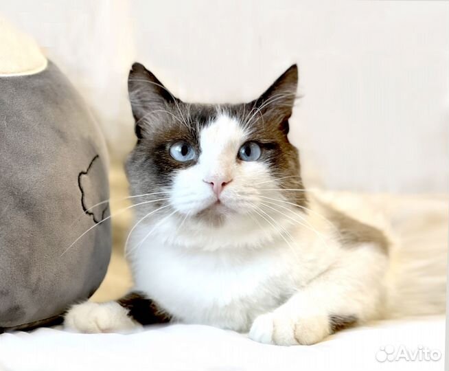 Красивый котик в добрые руки