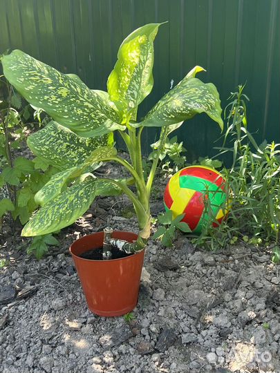 Диффенбахия