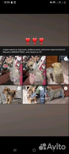 Коротколапый щенок