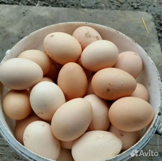 Домашние куриные яйца