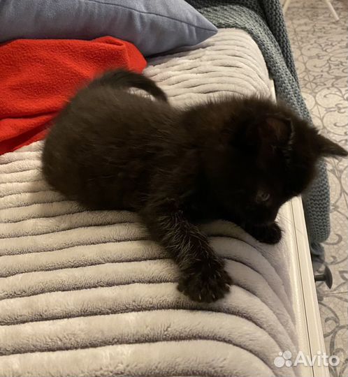 Котенок в доьрые руки