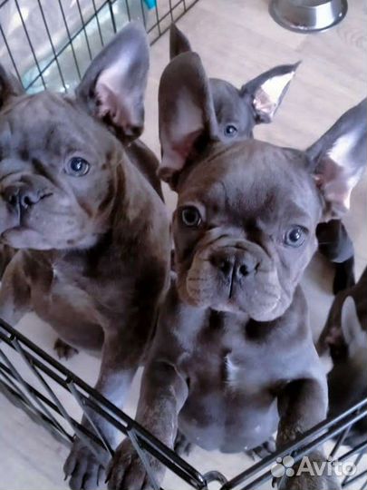 Французский бульдог голубой щенки