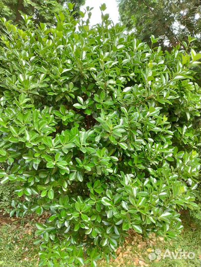 Самшит сортовой