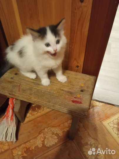 Отдам в заботливые руки, кушают, ходят в лоток