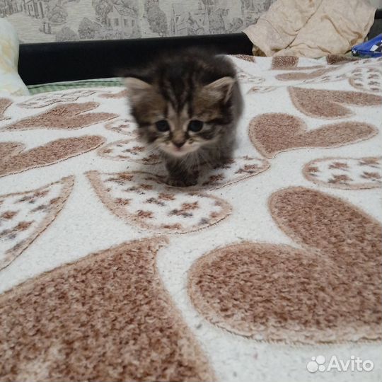 Швебриси