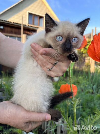 Котята в добрые руки даром