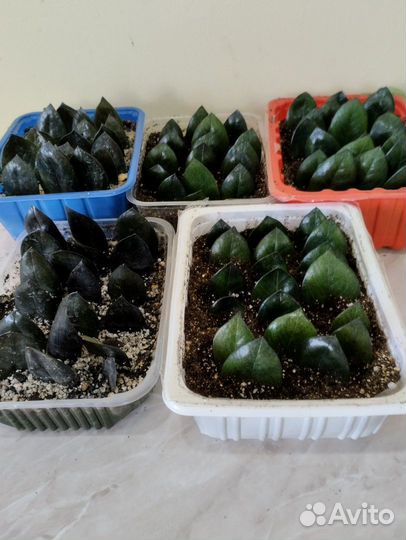 Чёрный замиокулькас (Black raven). Равен