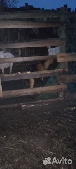 Коза нубийская