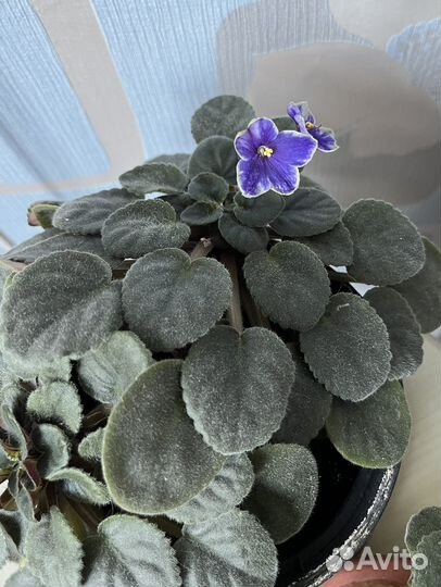 Фиалка цветущая в горшке