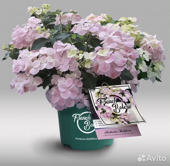 Гортензия френч болеро