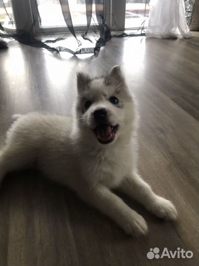 Щенки сибирской хаски