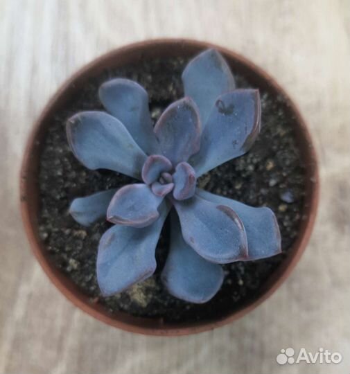 Суккуленты домой и в офис