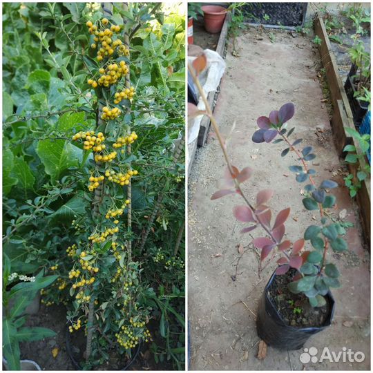 Растения декоративные для сада