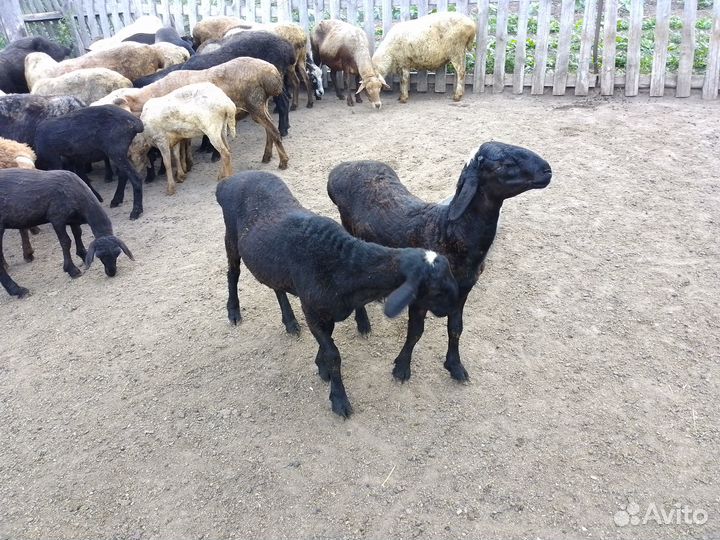 Овцы