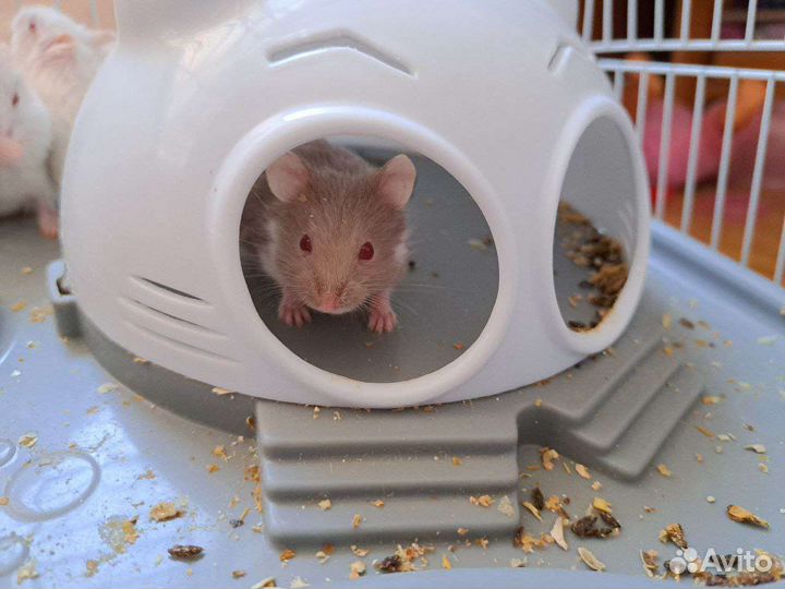 Джунгарский хомяк