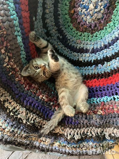 Котенок