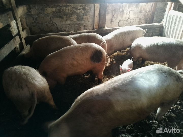 Свинина деревенская живым весом