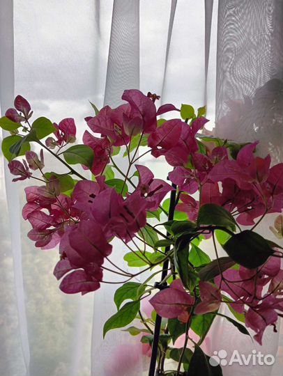 Укорененные черенки Бугенвиллии(