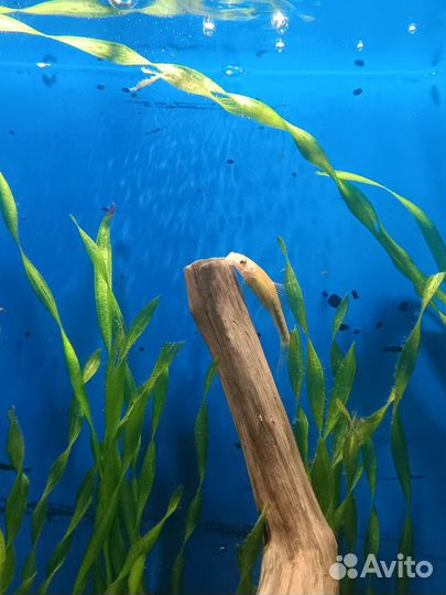 Аквариумные рыбки