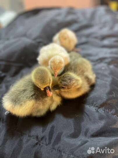 Домашняя птица гуси, индюшата