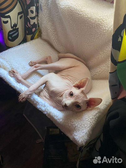 Лежанка для кошек на батарею