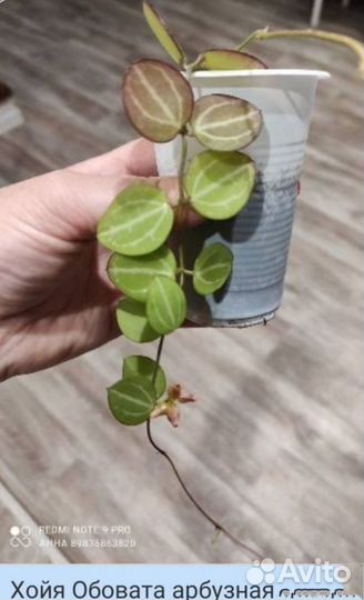 Хойя Хойи дисхидии сортовые комнатные цветы