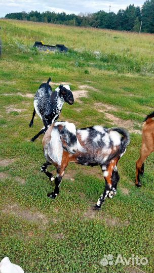 Козье молоко с доставкой. Сыр. Творог.Йогурт