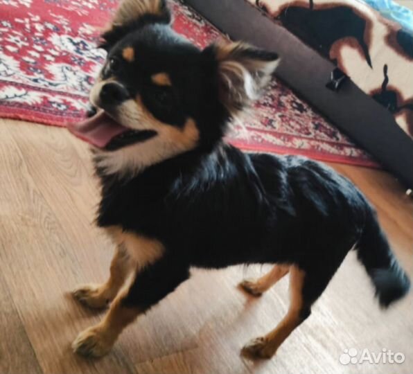 Маленькая собака чихуахуа