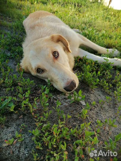 Щенки сибирской хаски