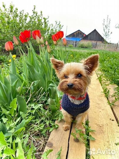 Йоркширский терьер мини щенки