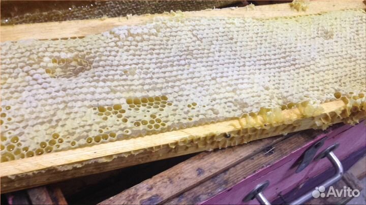 Мёд Липовый Акация Донник оптом от 100 кг