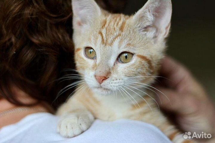 Рыжий котенок Сальма