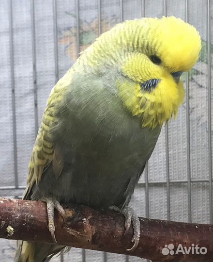 Выставочный волнистый попугай