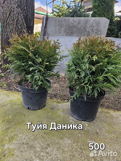 Можжевельник