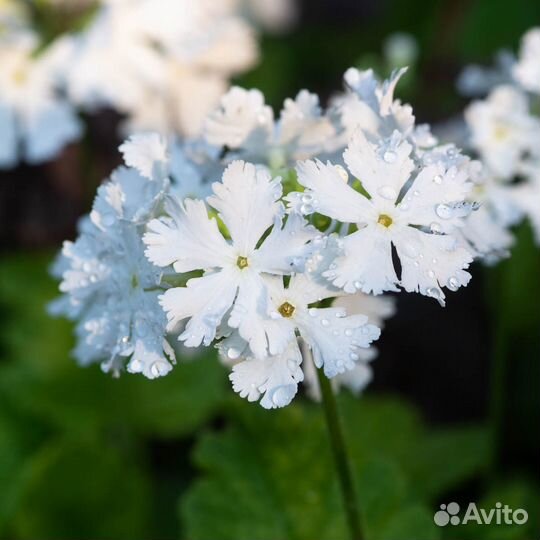 Семена примулы Зибольда