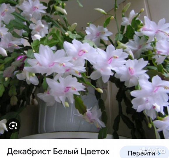 Сортовые декабристы